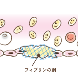 血が止まる仕組み：フィブリンの網ができ二次止血